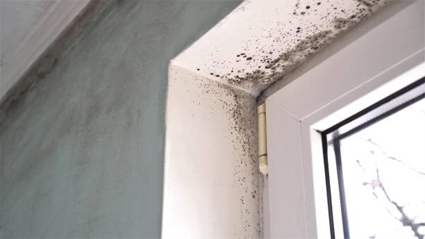 Best Crawl Space Mold Remediation  in Beach Haven West, NJ