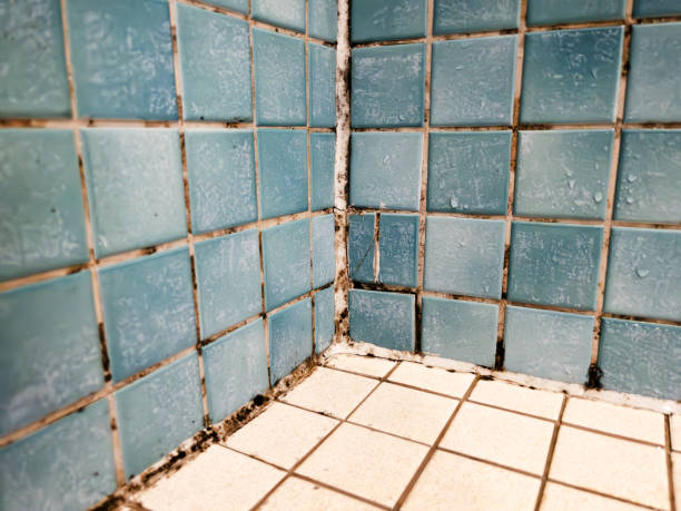  Beach Haven West, NJ Mold Removal Pros