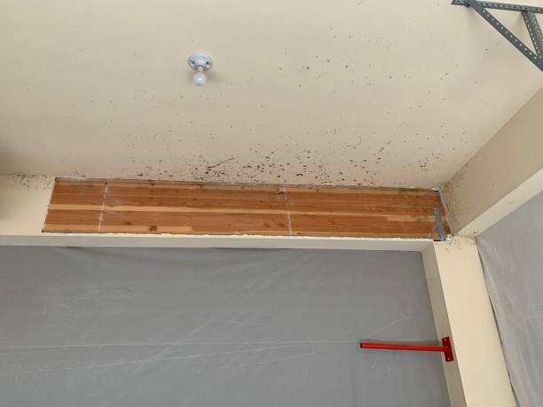 Best Forensic Mold Investigation  in Beach Haven West, NJ