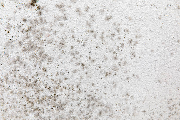 Best Comprehensive Air Testing for Mold Contaminants  in Beach Haven West, NJ
