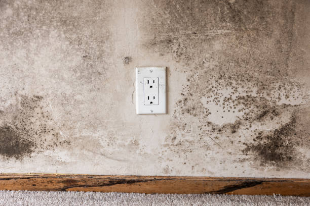 Best Mold Odor Removal Services  in Beach Haven West, NJ
