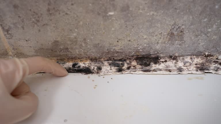 Reliable Beach Haven West, NJ Mold Removal Solutions