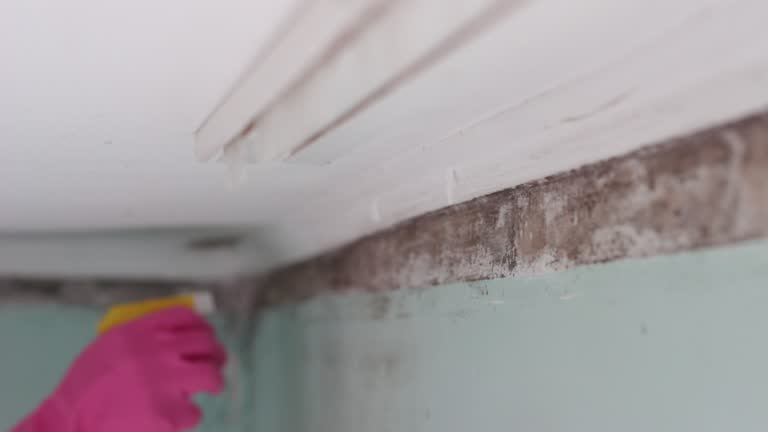 Best HVAC Mold Inspection and Cleaning  in Beach Haven West, NJ